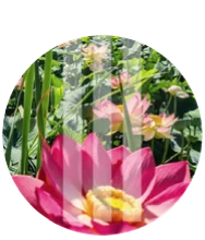 Jerusalem Botanical Garden