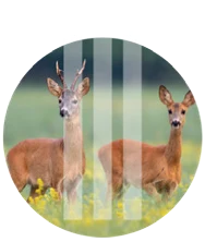 Gazelle Valley